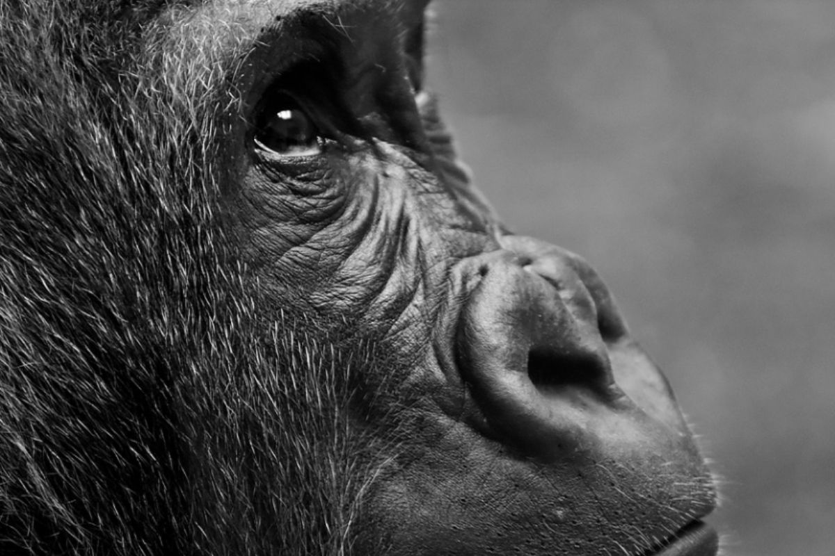 choomba,-the-fourth-oldest-gorilla-in-the-world,-was-euthanized-at-zoo-atlanta-at-the-age-of-59