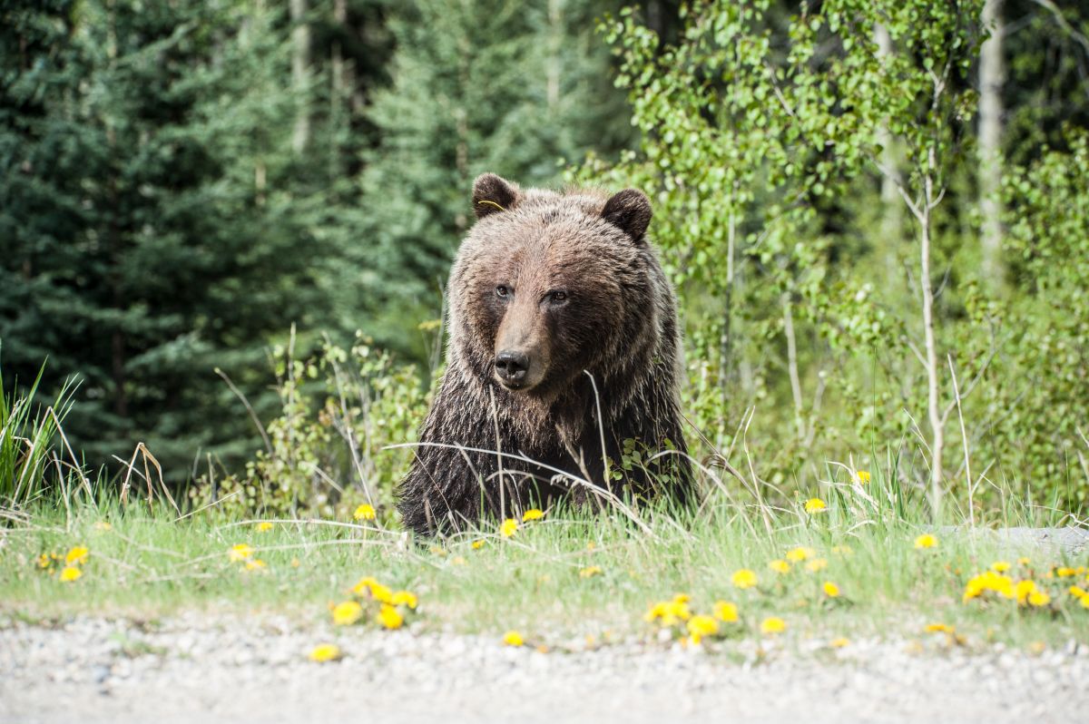 florida-woman-is-attacked-by-a-black-bear-while-walking-her-dog