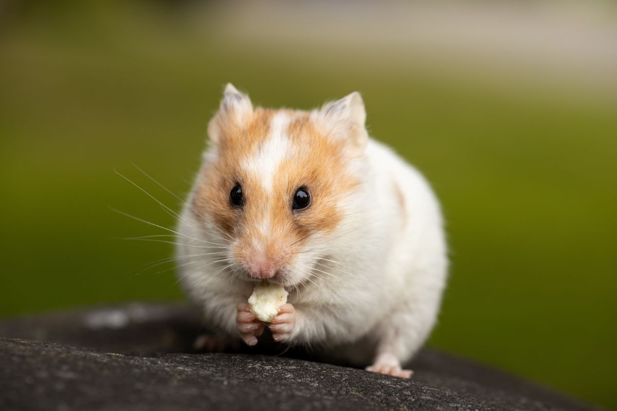 hong-kong-will-euthanize-almost-2,000-hamsters-infected-with-covid-19-in-a-pet-store