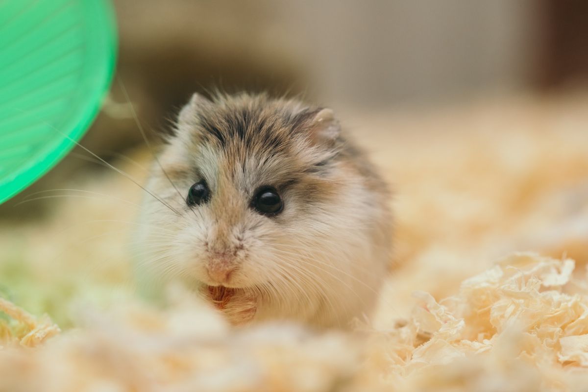 activists-thunder-against-order-to-kill-2,000-hamsters-in-hong-kong-after-covid-infections-at-pet-store