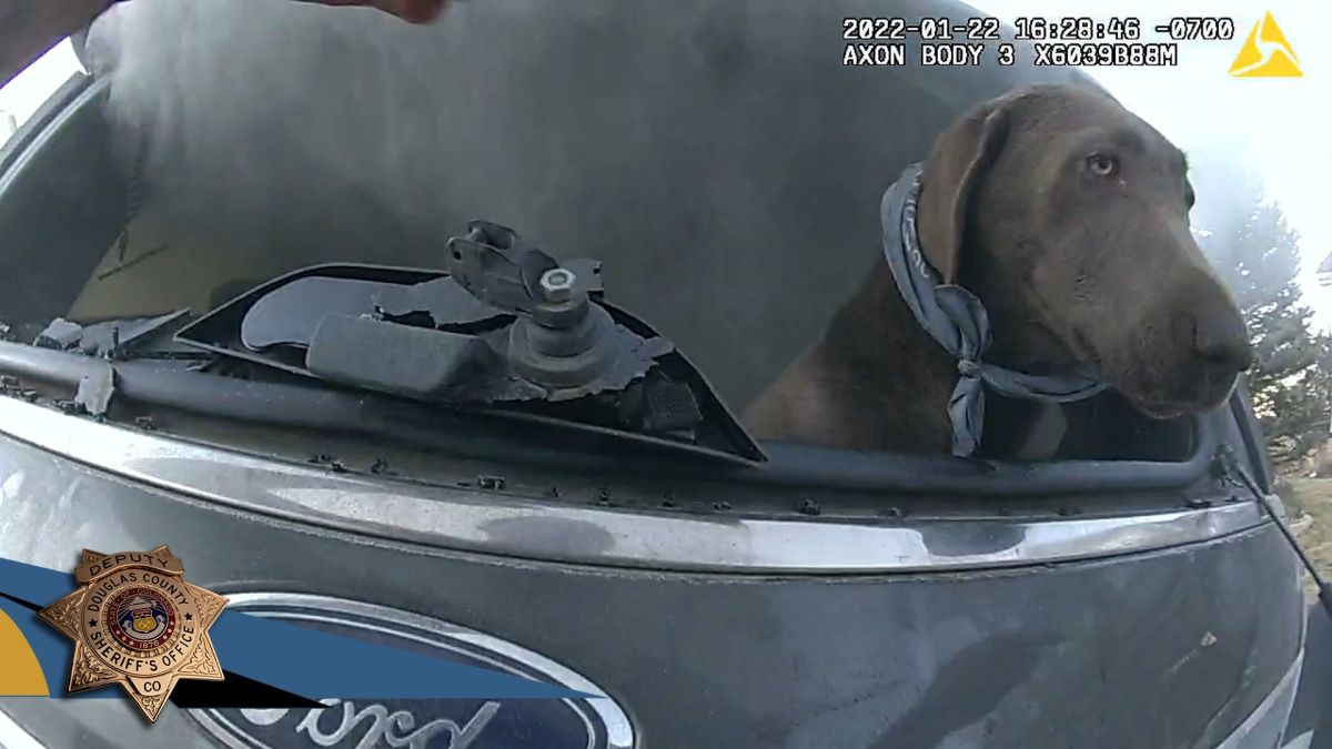 video:-the-distressing-moment-a-colorado-police-officer-rescues-a-dog-trapped-in-the-flames-of-a-car