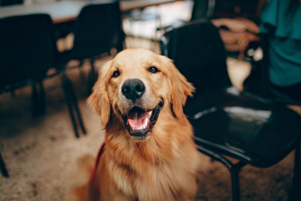 the-moving-video-of-a-dog-who-spent-2-days-next-to-his-owner's-coffin-waiting-for-his-return