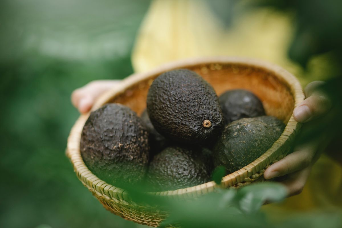 the-united-states-notifies-mexico-of-temporary-suspension-of-avocado-shipments-from-michoacan