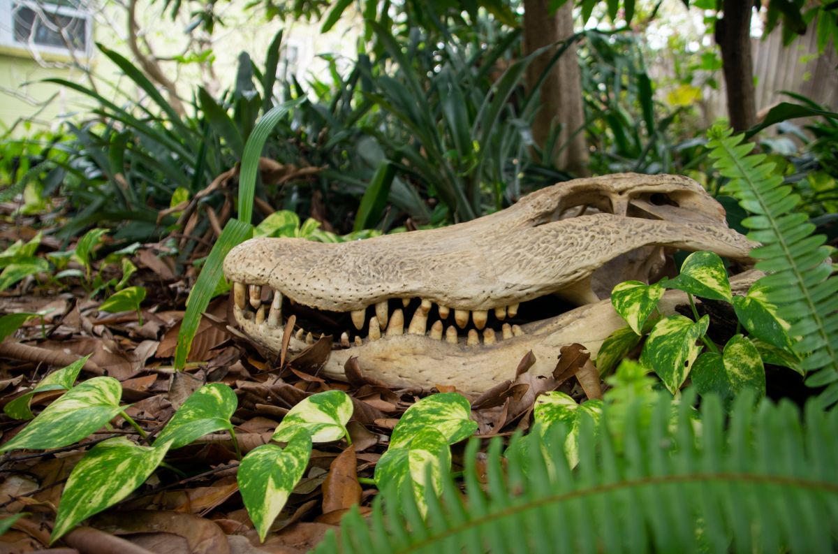 they-find-the-fossil-of-a-crocodile-that-ate-dinosaurs