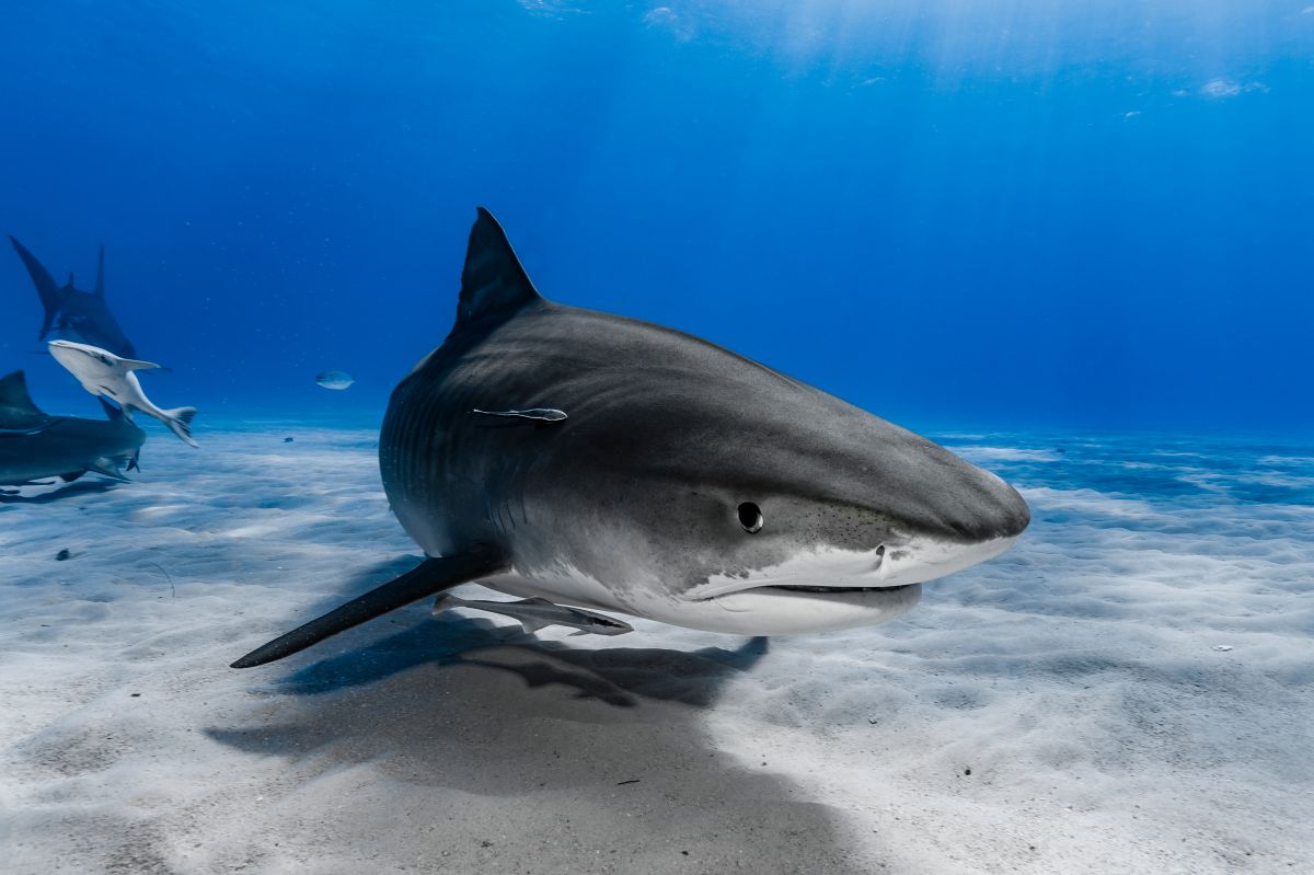 they-capture-the-exact-moment-a-man-is-attacked-by-a-shark-in-sydney