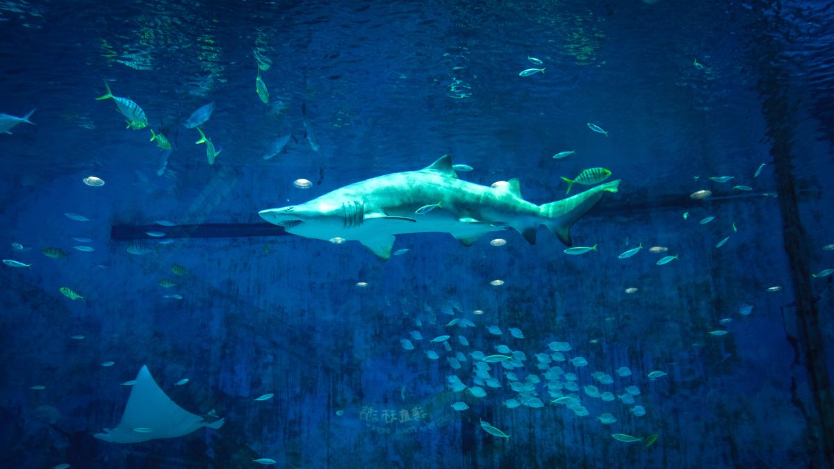 rare-'ghost-shark'-discovered-in-new-zealand's-deep-ocean