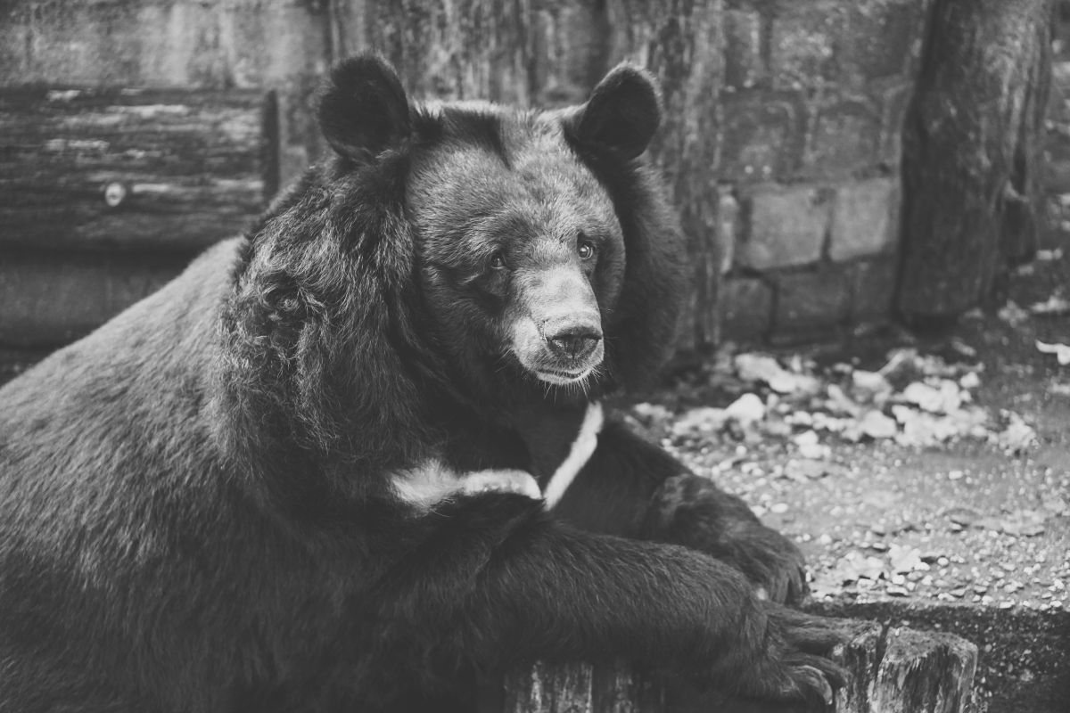 video:-500-pound-bear-terrorizes-california-suburb;-they-call-him-“hank-the-tank”