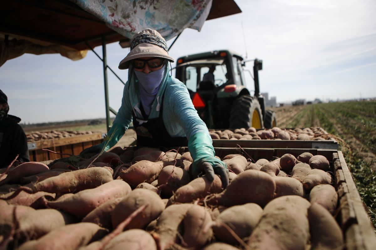 idaho-potato-farm-sanctioned-for-threatening-to-return-migrant-workers-to-mexico-unless-they-accept-less-than-agreed-payment