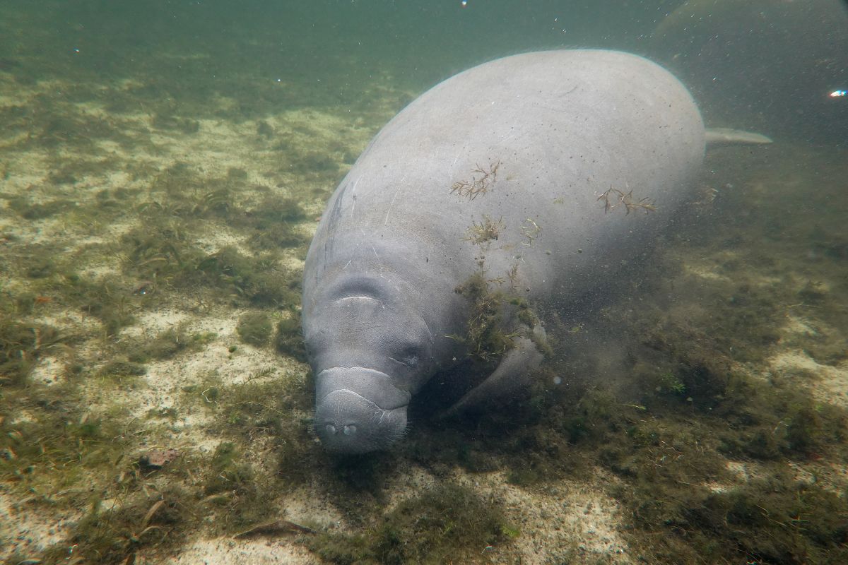 fish-and-wildlife-service-sued-for-failing-to-protect-florida-manatee-habitat