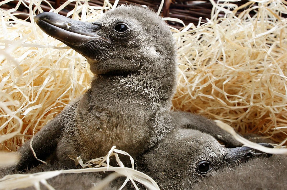 two-same-sex-penguins-adopt-a-chick-at-a-new-york-zoo