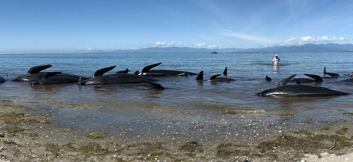 about-29-pilot-whales-die-after-being-stranded-in-a-natural-sandbank-in-new-zealand