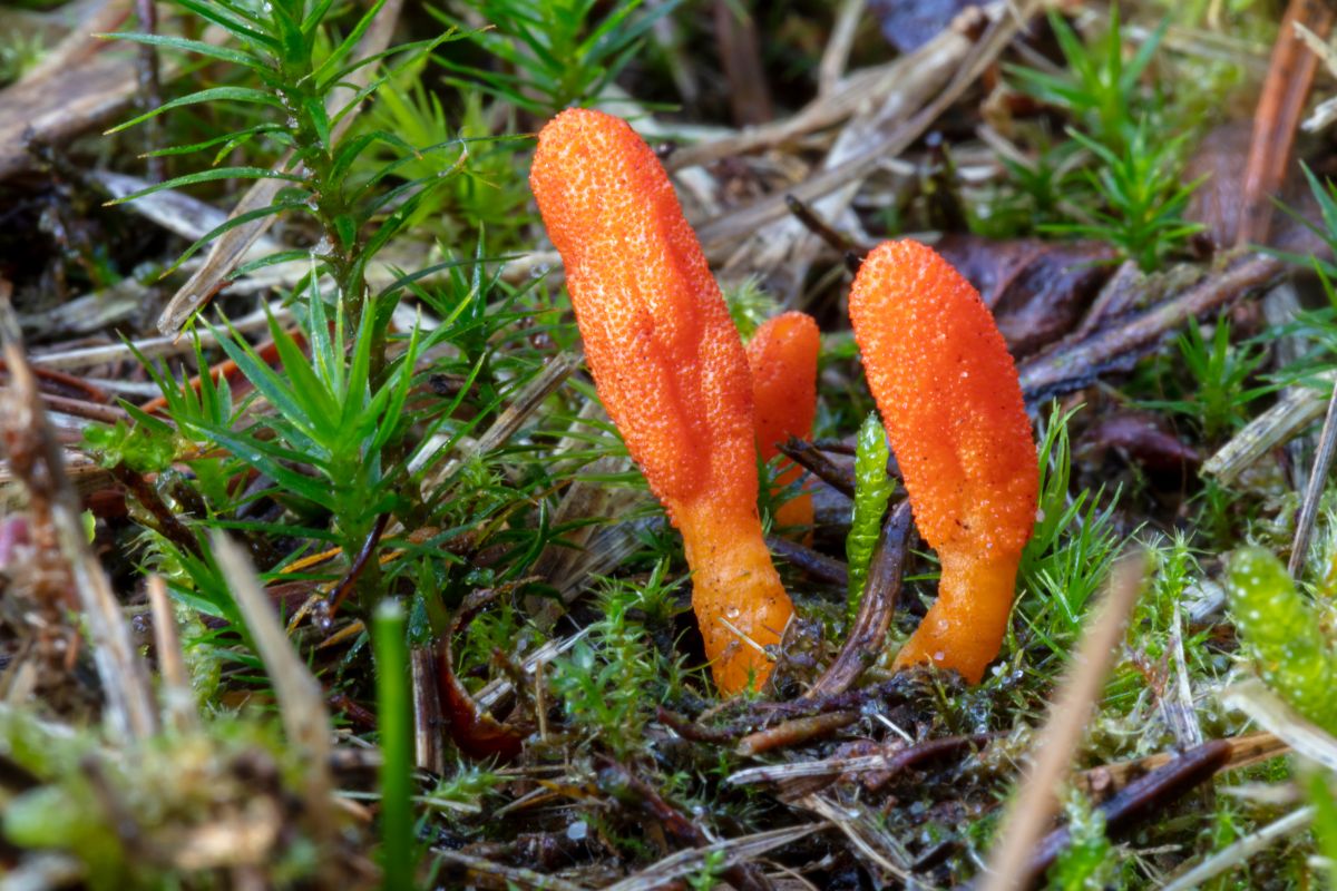 cordyceps,-the-ancient-fungus-that-promotes-sexual-potency