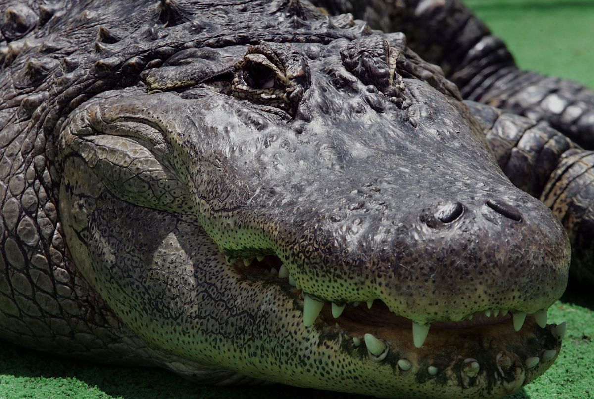 video:-10-foot-alligator-crawls-under-man's-truck-at-traffic-light-in-florida