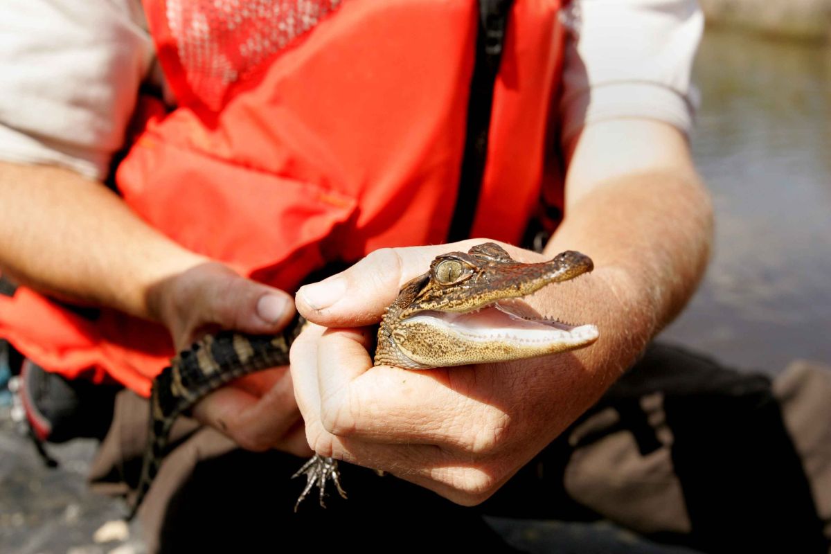 florida-man-arrested-after-guns,-drugs-and-baby-alligator-found-in-his-pickup-truck