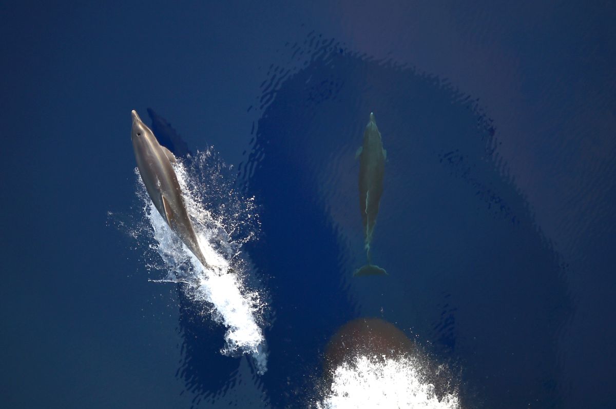 russia-uses-military-trained-dolphins-to-protect-its-black-sea-naval-base,-according-to-satellite-images