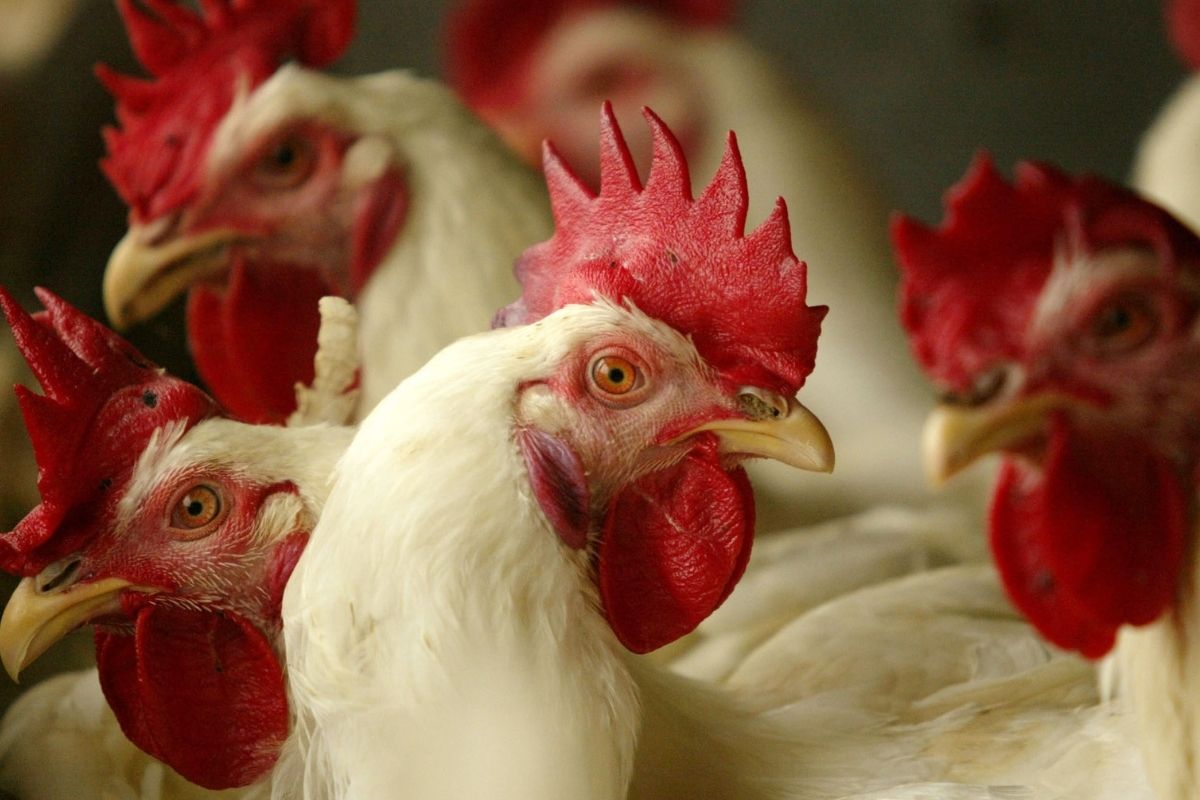 iowa-egg-farm-kills-5-million-chickens,-lays-over-200-workers