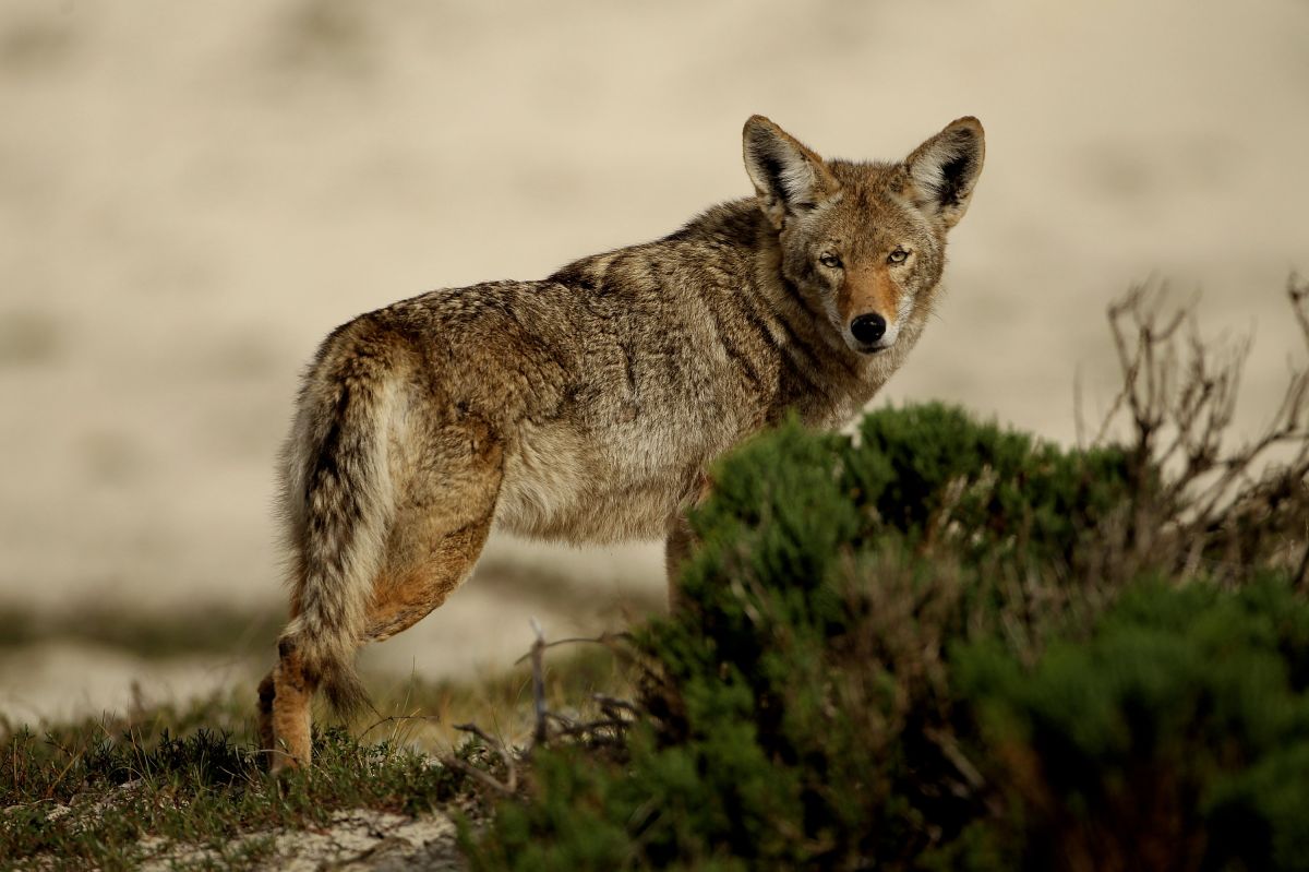 camera-captured-coyote-attack-on-girl-on-california-beach-in-a-period-of-12-seconds;-the-minor-suffered-serious-injuries.