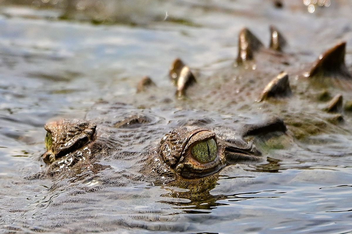 video:-crocodile-drags-the-body-of-a-fisherman-after-being-attacked-in-an-indonesian-river