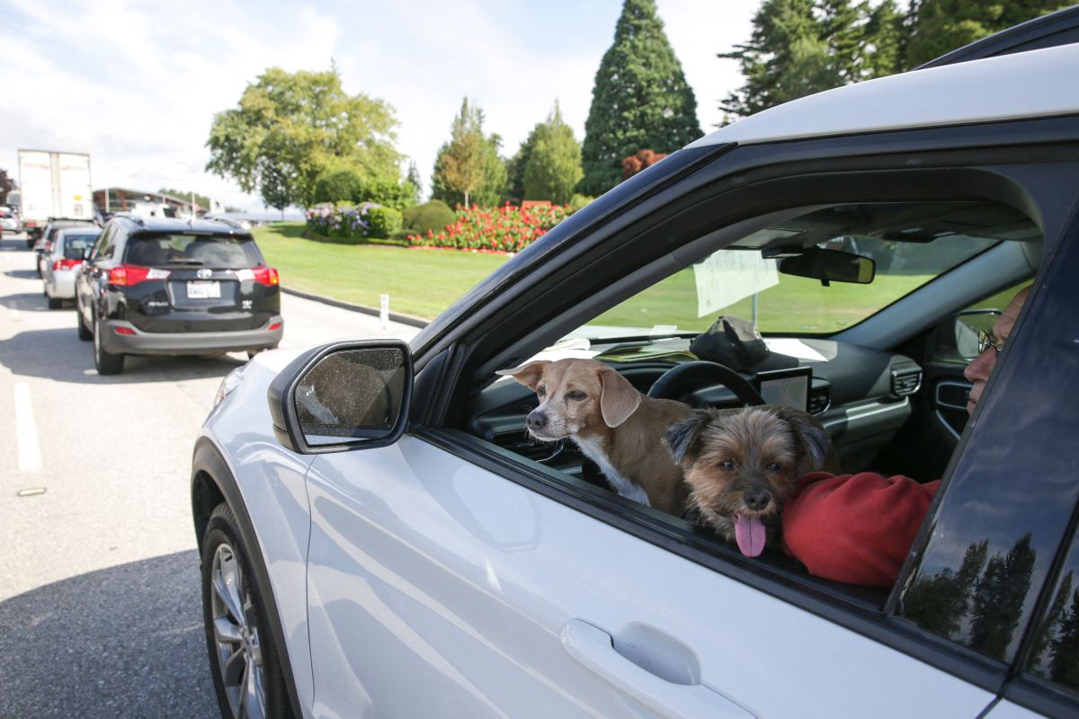 young-man-arrested-in-florida-for-leaving-4-dogs-in-a-car-in-the-sun-causing-their-deaths