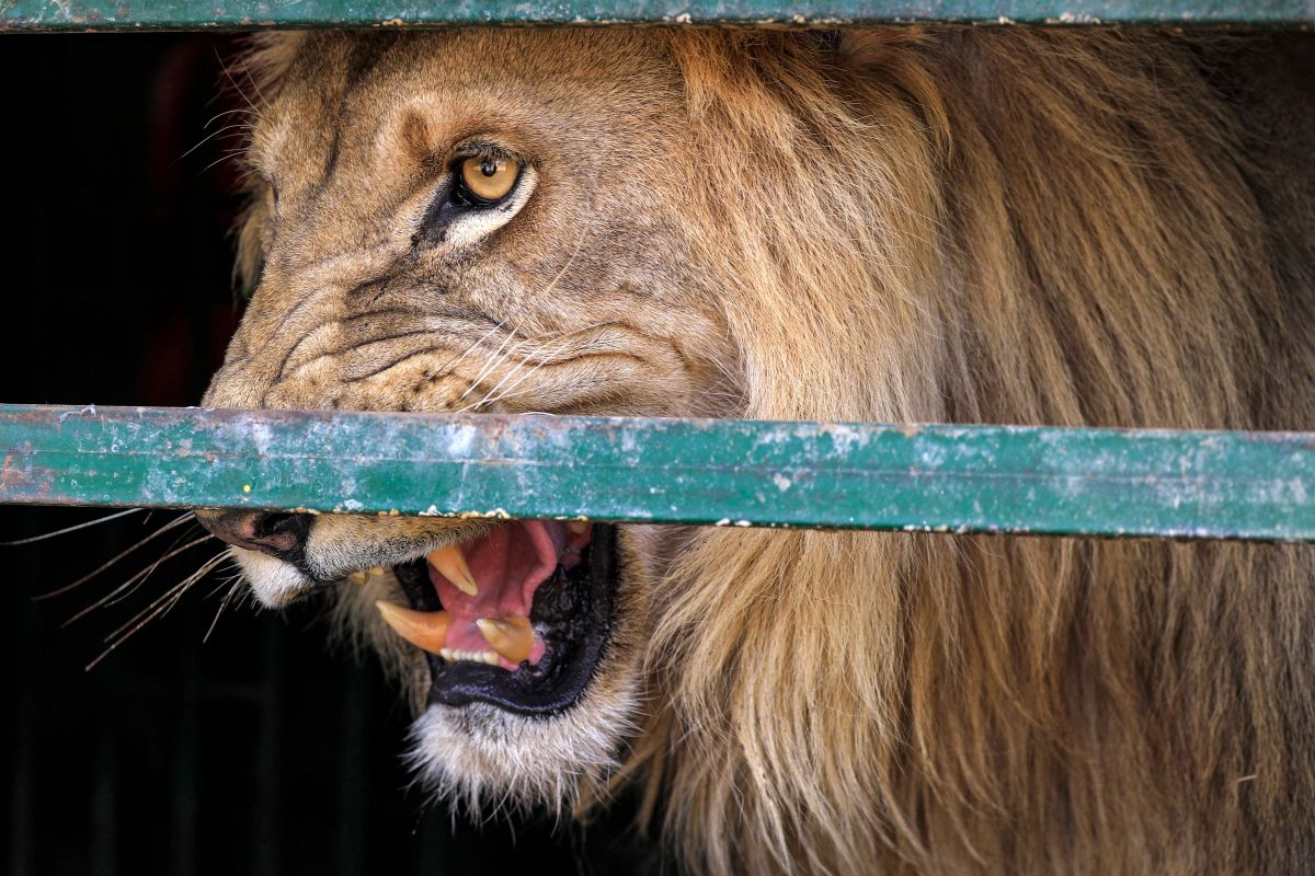 video:-man-loses-one-of-his-fingers-after-provoking-the-fury-of-a-lion-in-a-jamaican-zoo