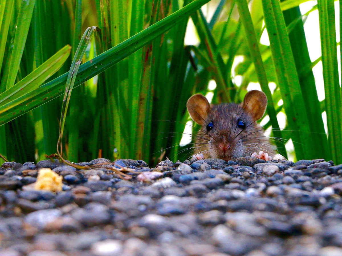 video:-rat-unleashes-chaos-at-manhattan-dog-park