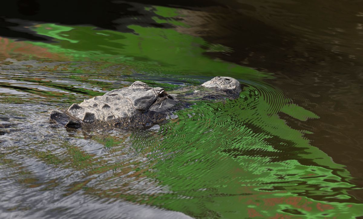 florida-snipers-cover-rescue-divers-in-miami-pond-full-of-alligators