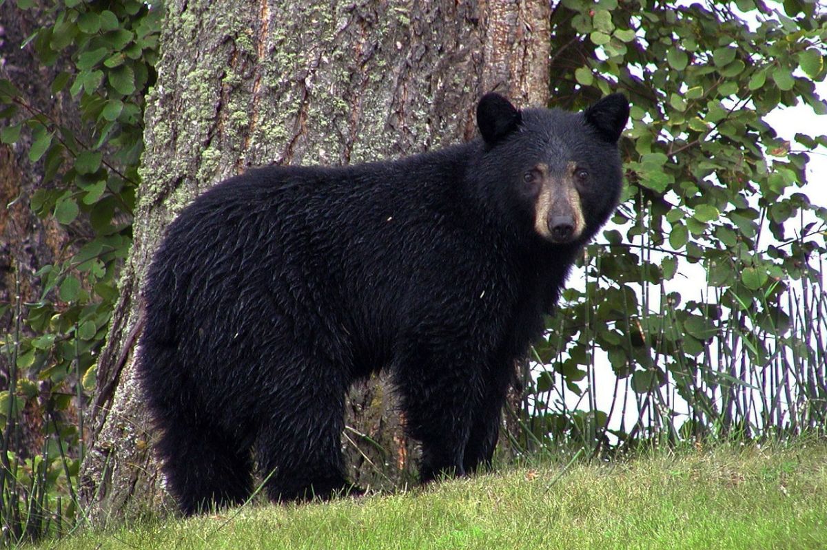 video:-seattle-girl-gets-excited-when-she-sees-a-bear-in-her-yard-and-runs-to-hug-it