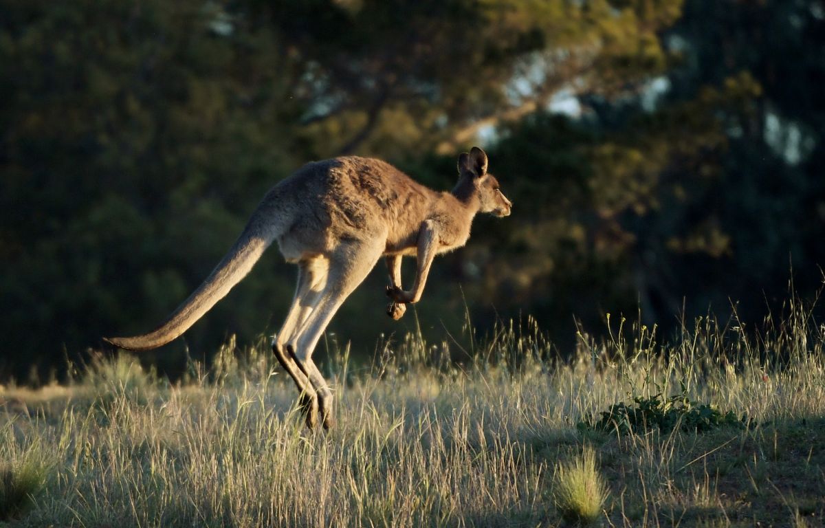 video:-man-fights-melee-with-a-kangaroo-that-attacked-him-in-australia