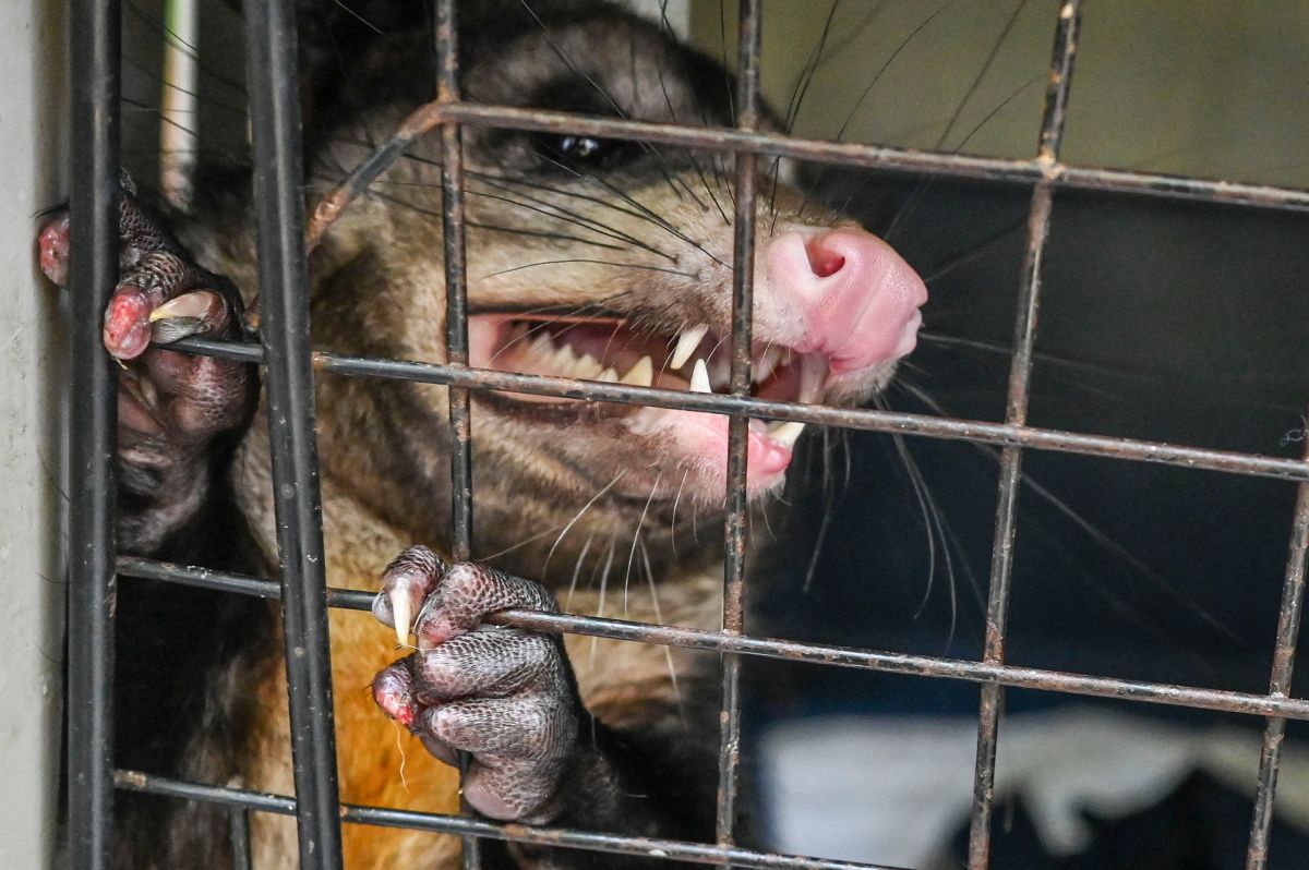 video:-alaskan-woman-pulls-possum-out-of-brooklyn-bar