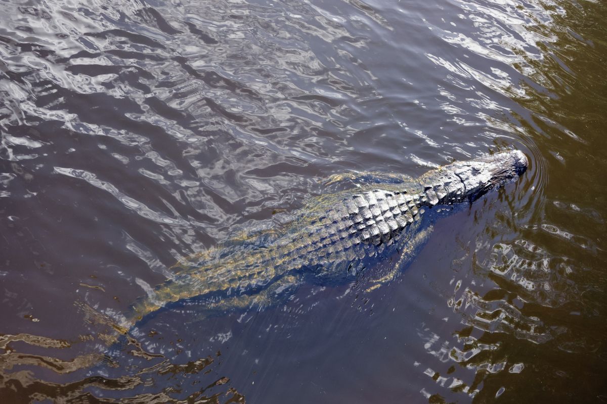 man-dies-after-being-attacked-by-an-alligator-in-florida-after-looking-for-a-frisbee-in-a-lake