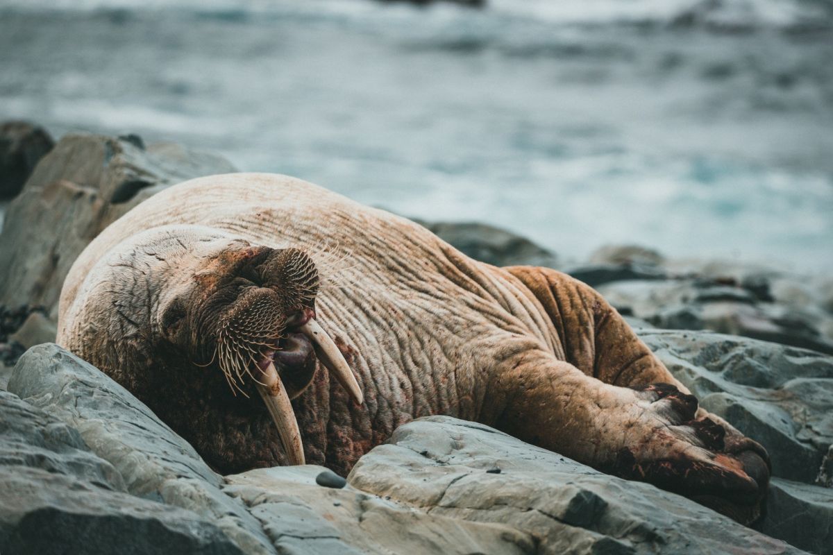 the-amazing-story-of-the-walrus-that-traveled-more-than-2,500-km-totally-unconscious,-from-greenland-to-ireland