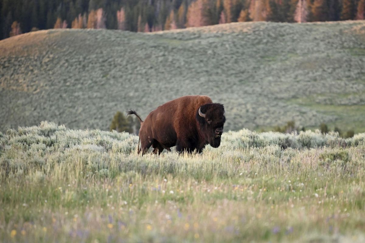 bison-charges-and-kills-a-woman-in-yellowstone;-he-launched-her-10-feet-through-the-air