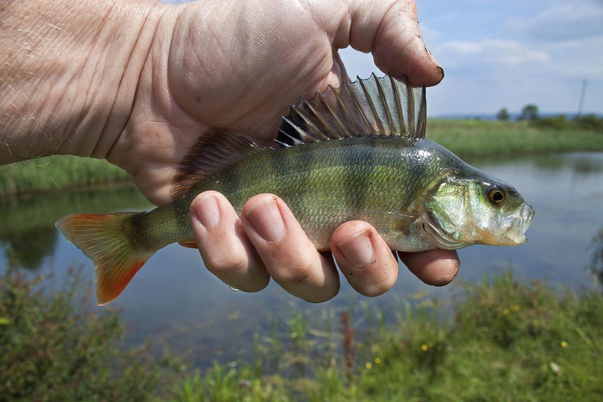 they-create-fish-shaped-robots-to-absorb-microplastics-from-the-oceans