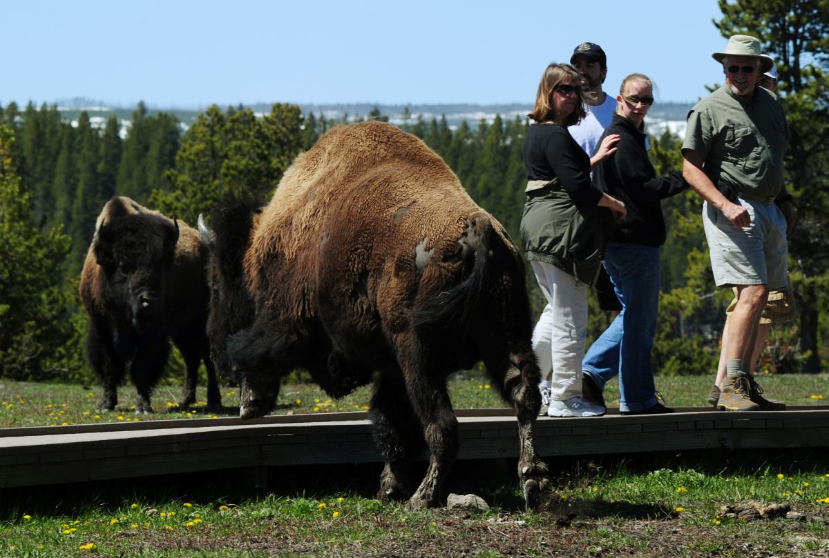 video:-bison-attack-a-family-in-yellowstone-national-park