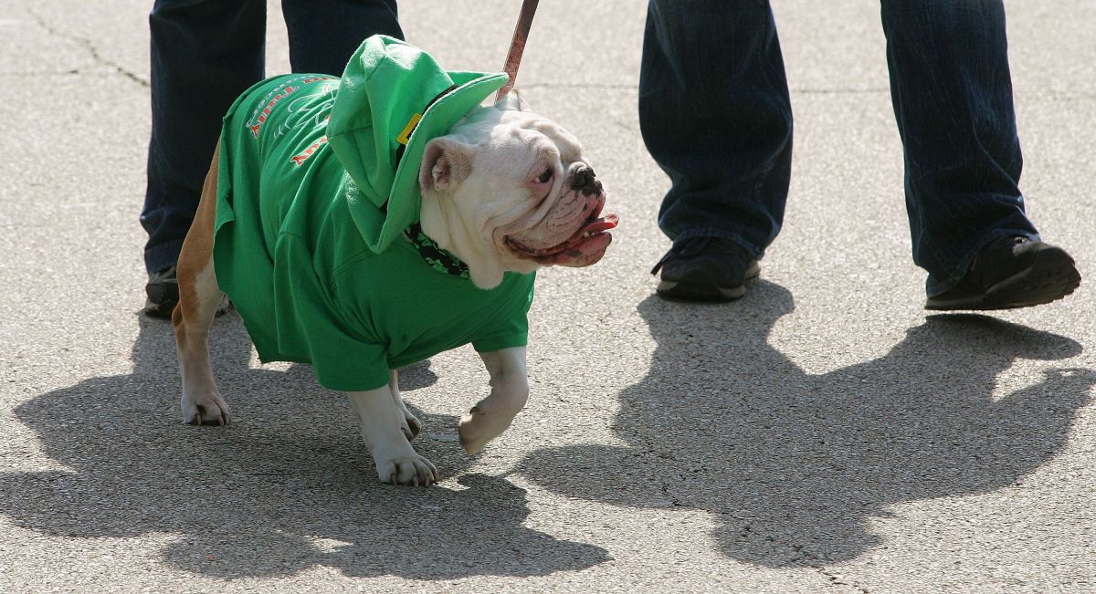 tender-video-of-the-rescue-of-a-bulldog-with-heat-suffocation-in-the-streets-of-florida