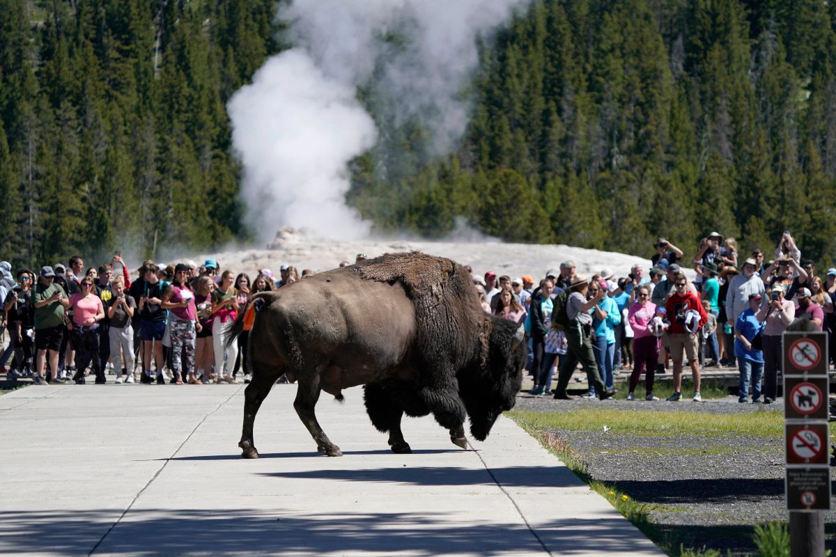 bison-gores-71-year-old-pennsylvania-woman-in-yellowstone;-this-is-the-second-attack-in-three-days