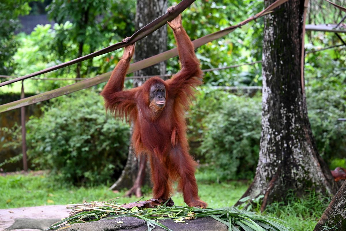 video:-zoo-worker-in-vietnam-saves-the-life-of-an-orangutan-on-the-verge-of-death