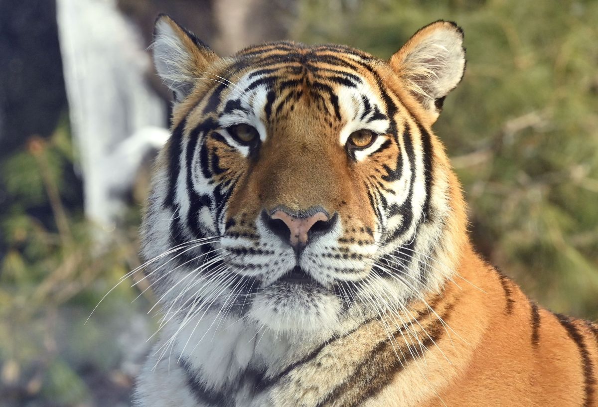 14-year-old-tiger-dies-of-covid-19-complications-at-ohio-zoo