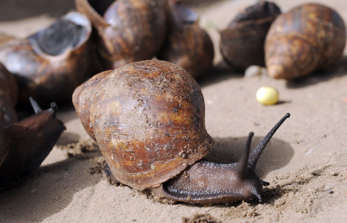 county-in-florida-remains-in-quarantine-after-discovery-of-giant-african-land-snails