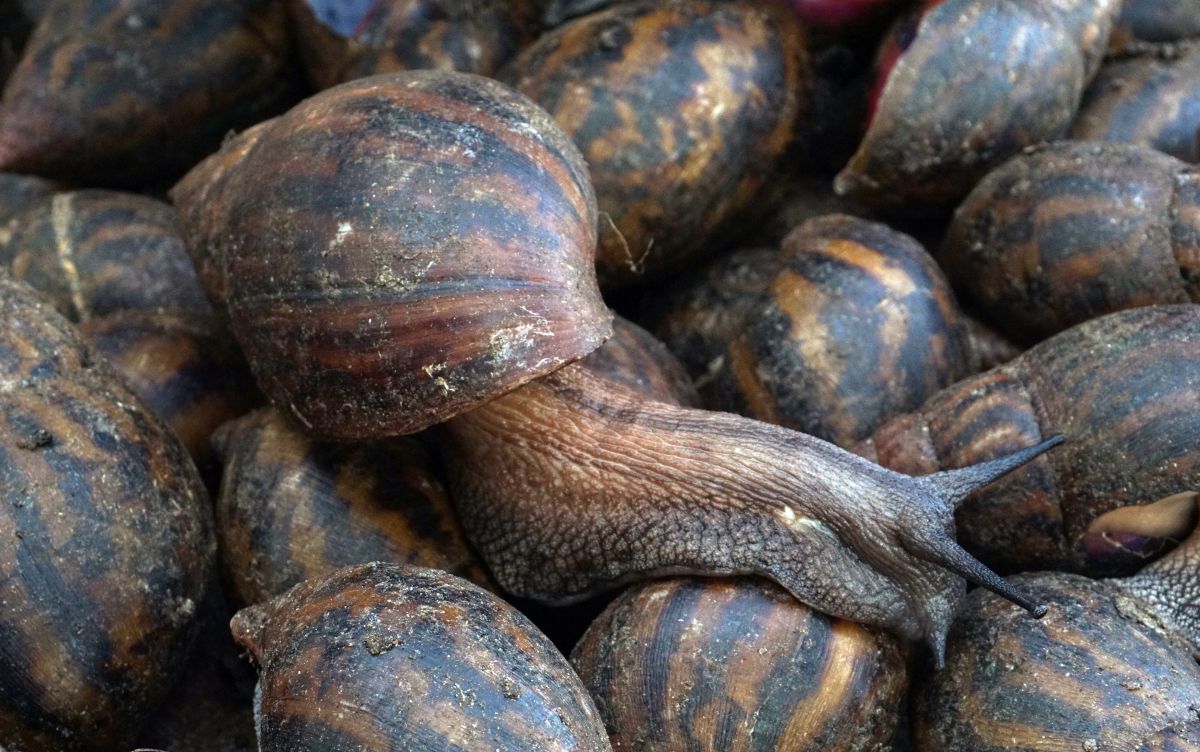 giant-african-snail-puts-west-florida-on-alert