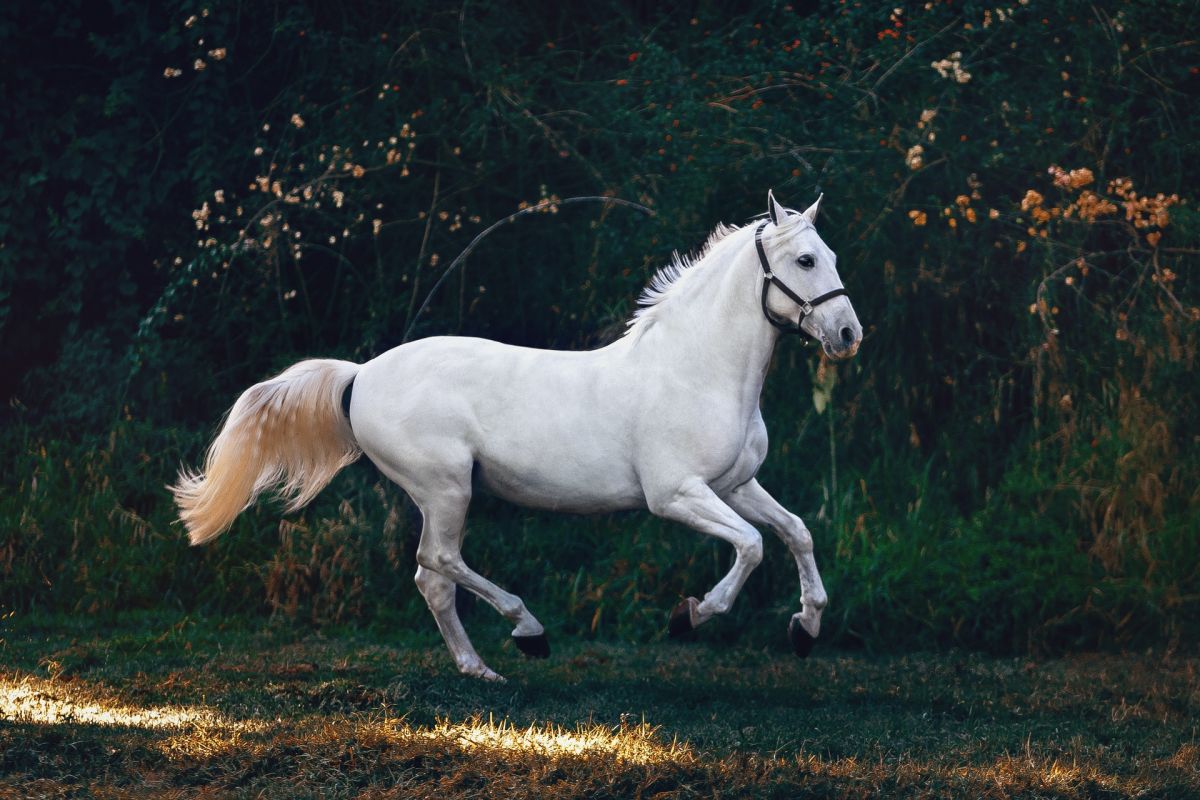 do-you-see-the-horse-move-forward-or-backward?-the-optical-illusion-that-says-a-lot-about-your-sanity