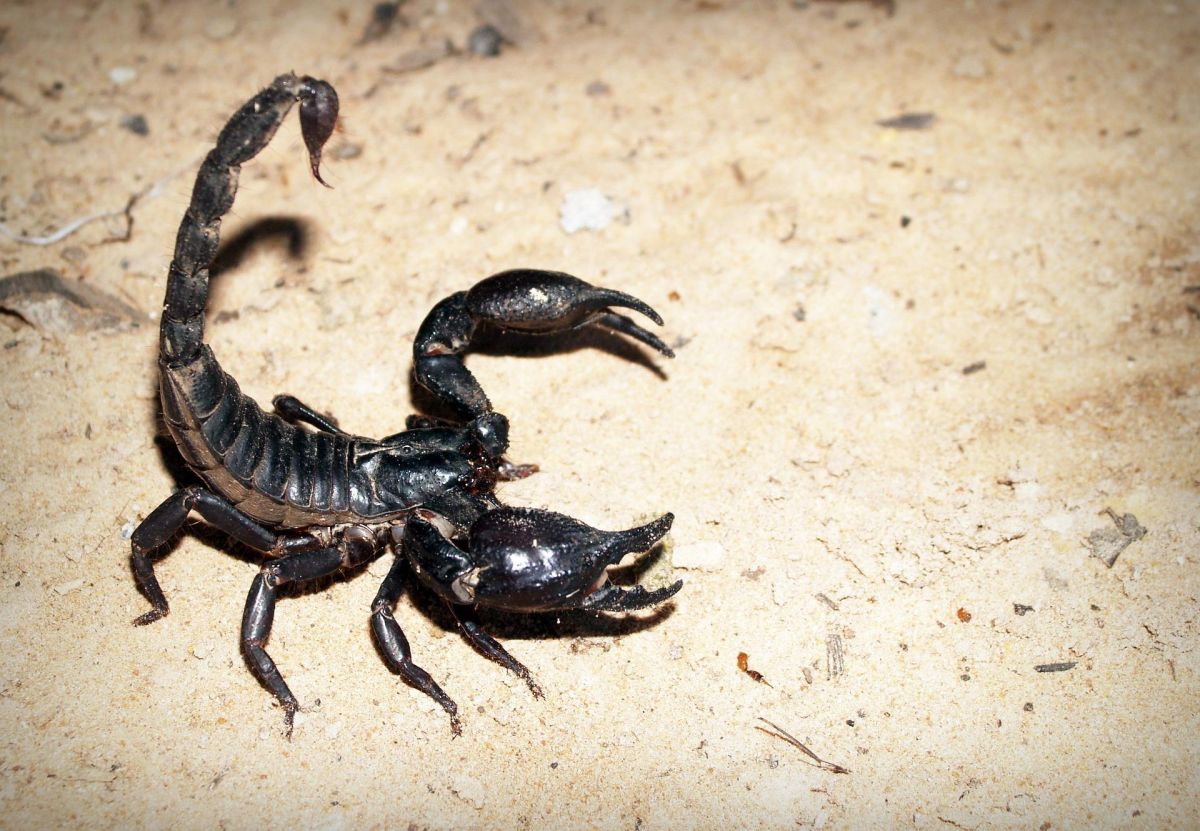 tourist-finds-18-scorpions-in-his-suitcase-when-returning-from-his-vacation-in-croatia