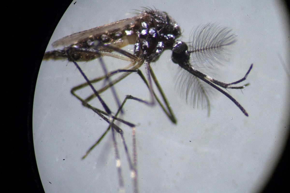 two-cases-of-autochthonous-dengue-are-registered-in-miami-dade,-florida,-during-july