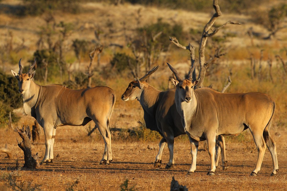 man-dies-after-being-gored-by-an-antelope-at-an-animal-park-in-sweden