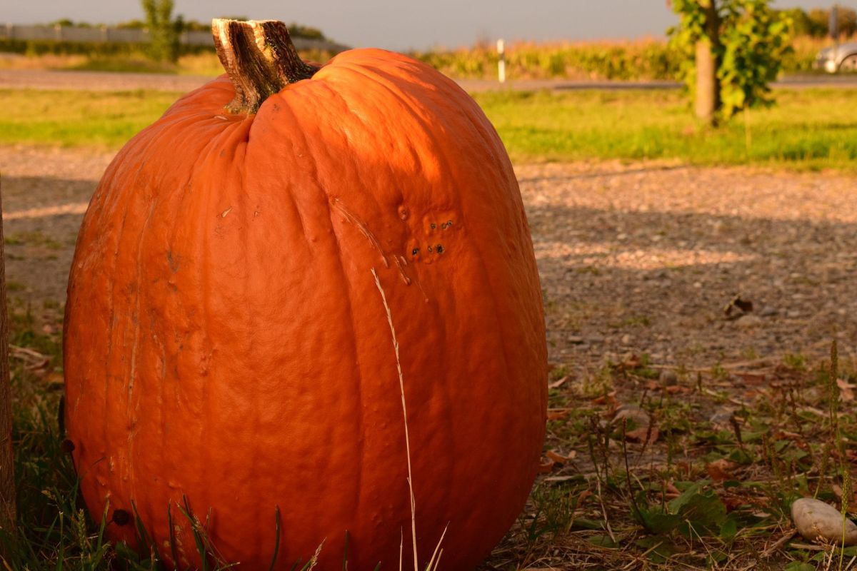 nebraska-man-breaks-world-record-by-sailing-11-hours-down-the-missouri-river-in-a-'pumpkin-boat'