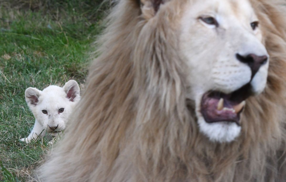 lion-kills-a-man-who-tried-to-steal-his-cub-at-a-zoo-in-ghana