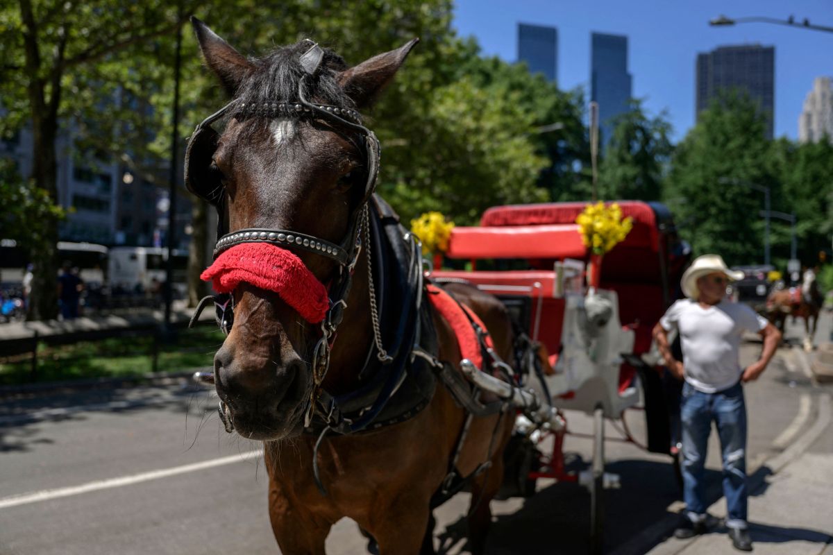 manhattan-prosecutor-reviews-the-case-of-“ryder”,-the-carriage-horse-that-collapsed-in-the-middle-of-the-avenue