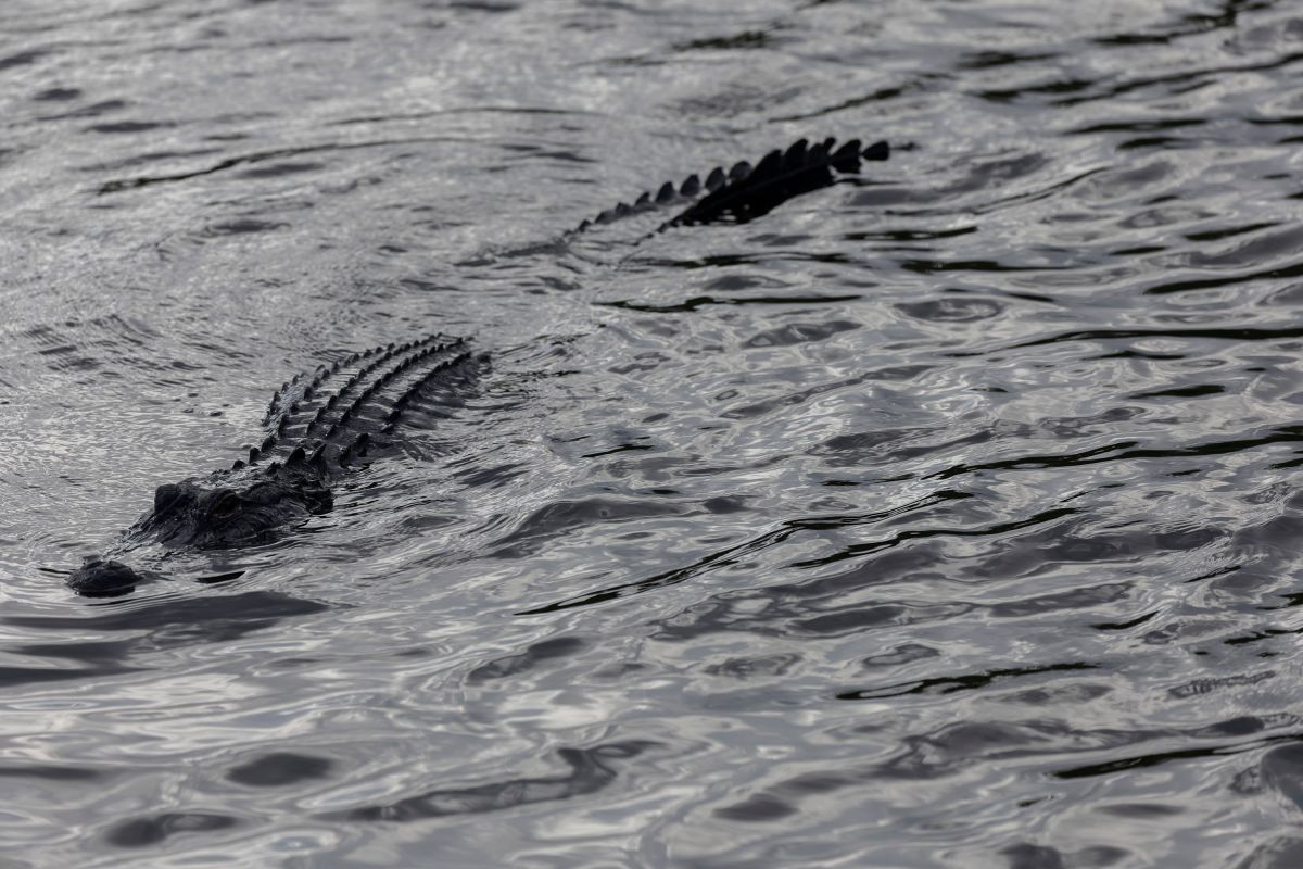 an-alligator-who-was-stabbed-in-the-head-with-a-knife-is-euthanized-in-a-florida-lake