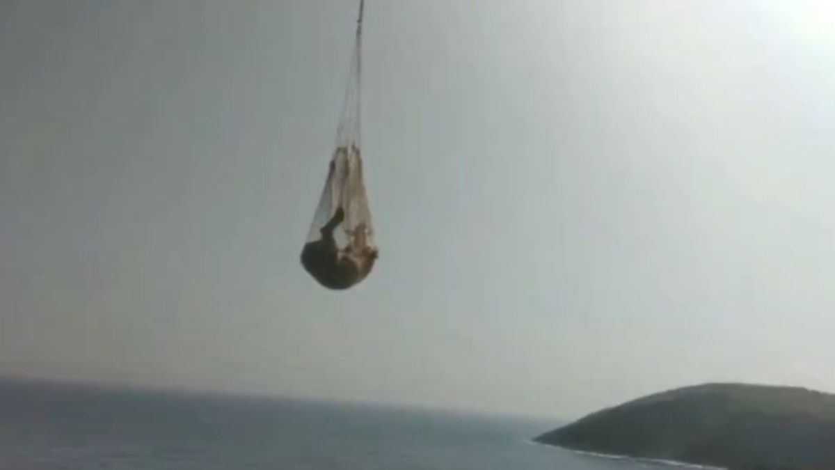 video-shows-spectacular-rescue-of-a-cow-that-fell-off-a-cliff-in-spain