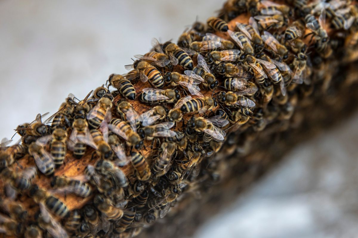 ohio-teen-wakes-up-from-coma-after-being-stung-20,000-times-by-bees